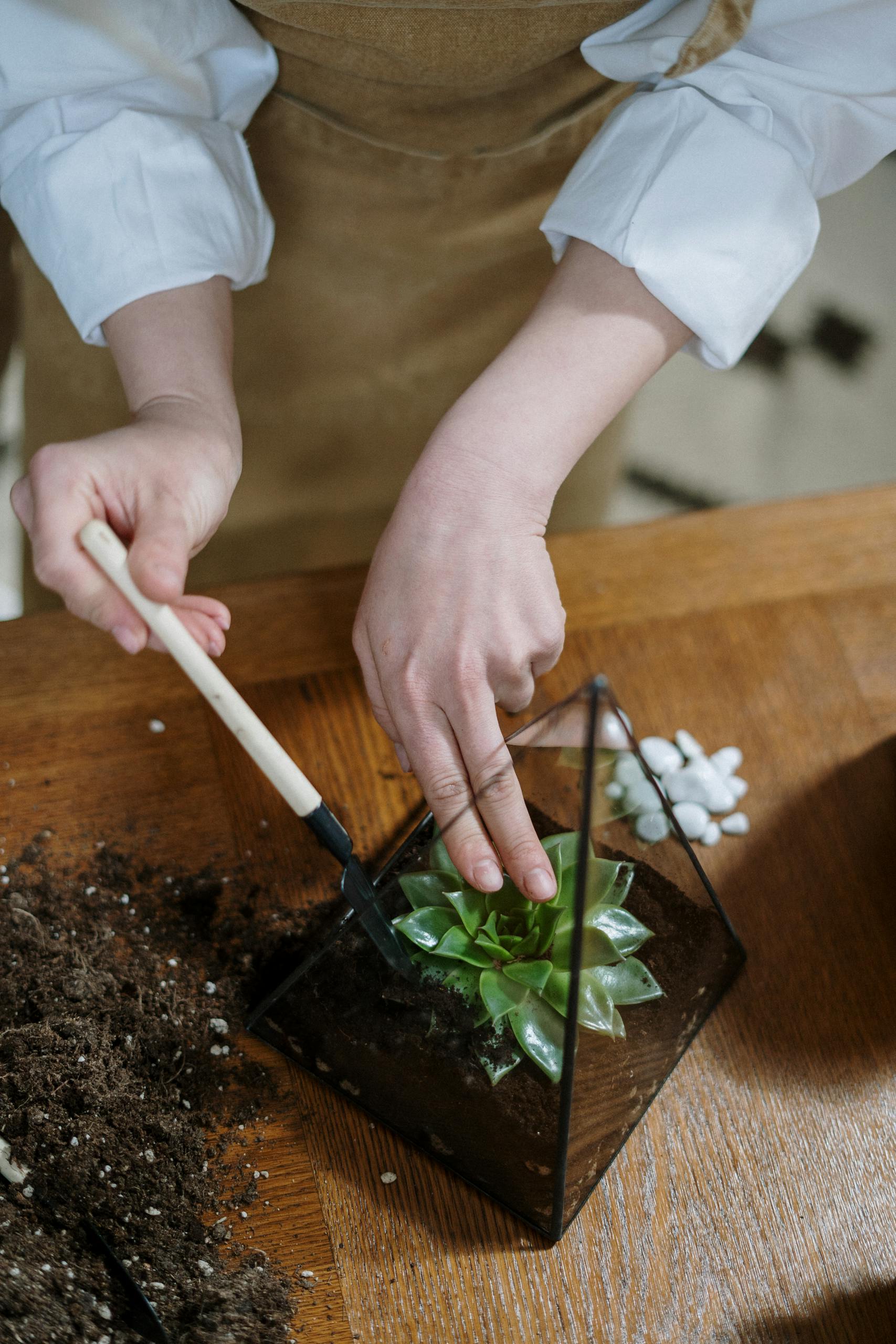 Hands planting succulents in a triangular glass terrarium on a wooden table.